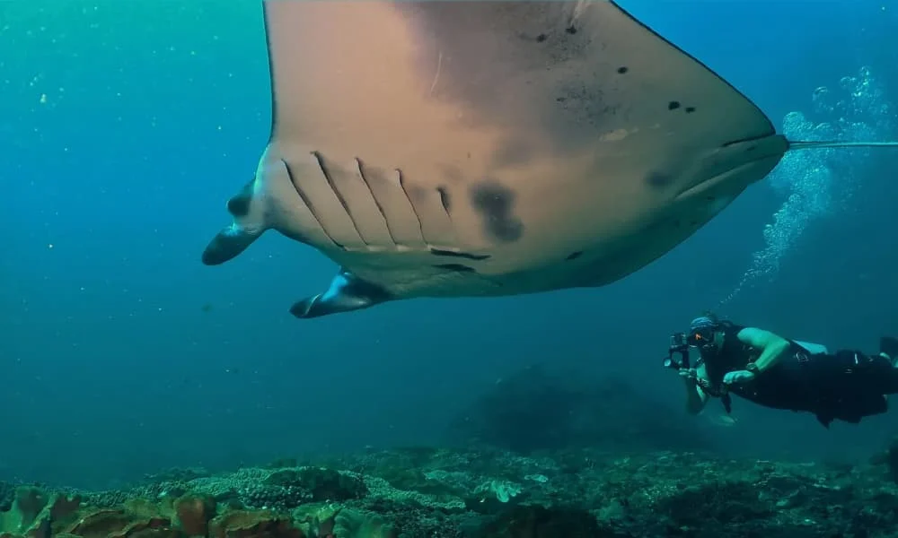 6D5N Extended Bali Dive Safari - Oceanic Manta Ray